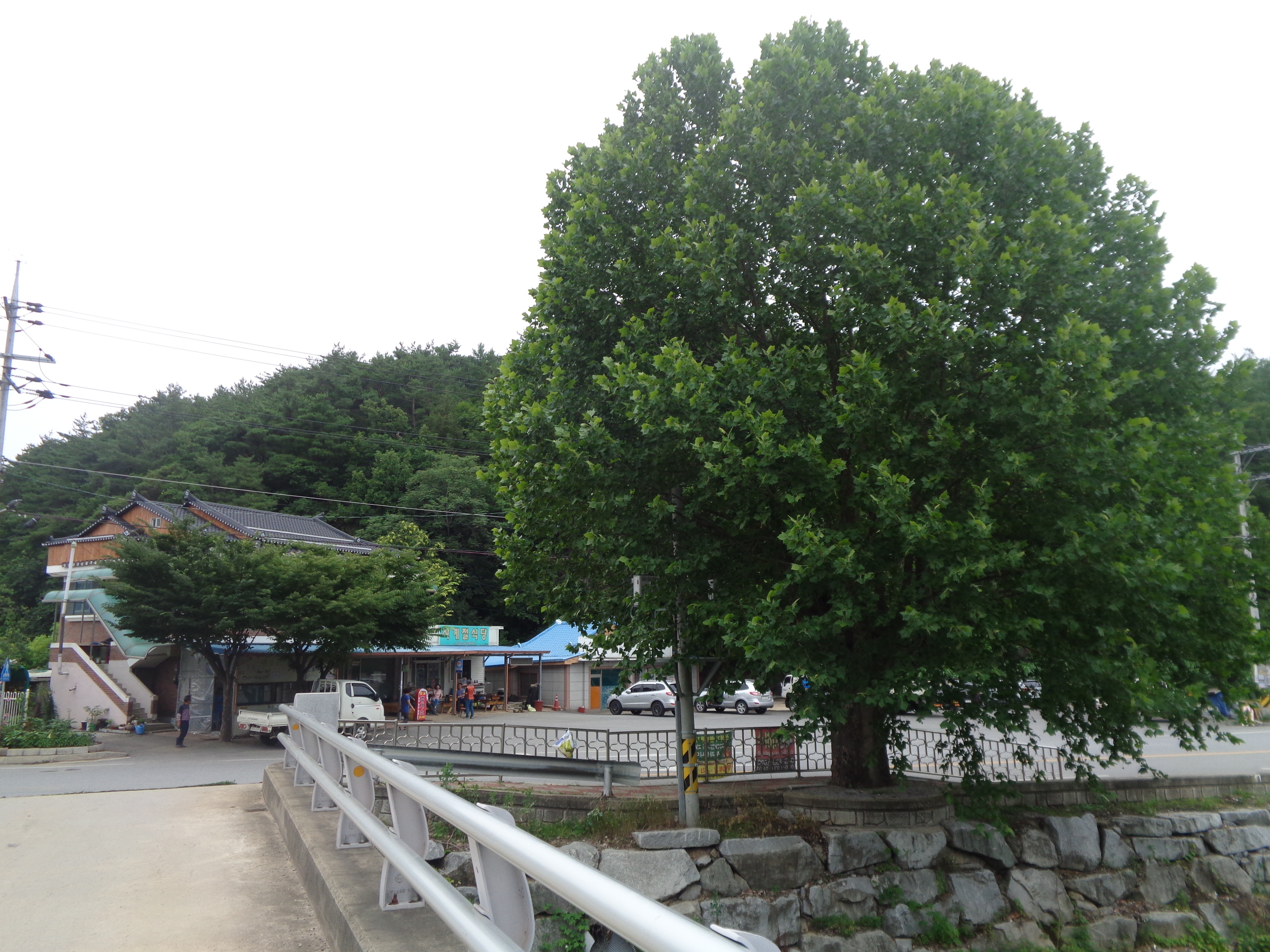 정자나무 이미지