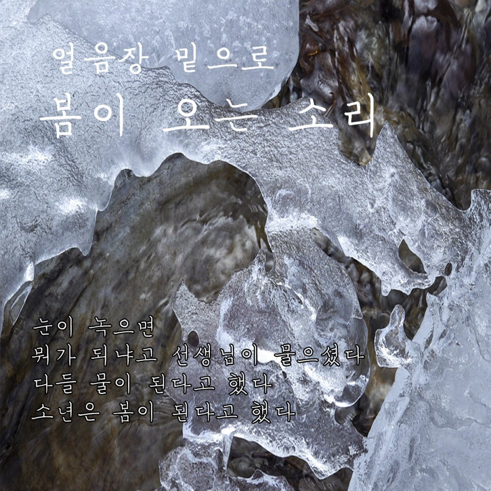 Daum 카페