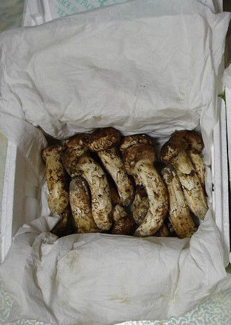 송이영농 이미지