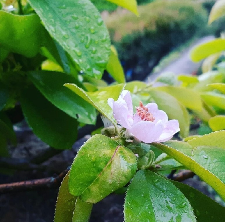 사과꽃향기 이미지
