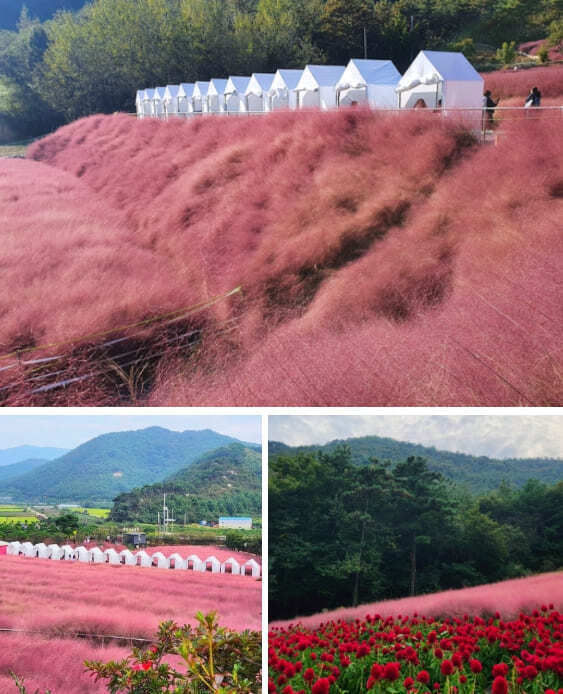 핑크몰리 이미지