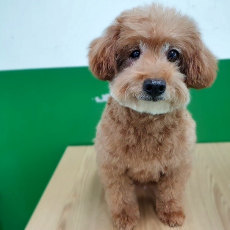 푸리 이미지