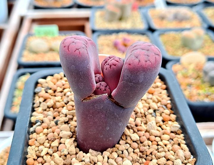 퍼퍼 이미지