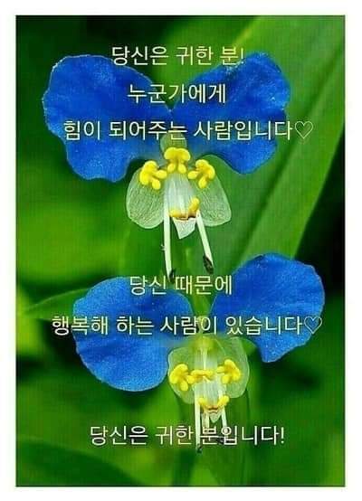 샬롬 이미지