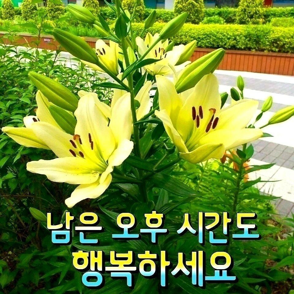 여왕모자 이미지