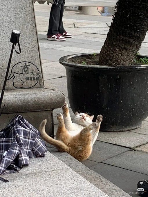 집사랑 숨바꼭질하는 고양이들.twt | 인스티즈