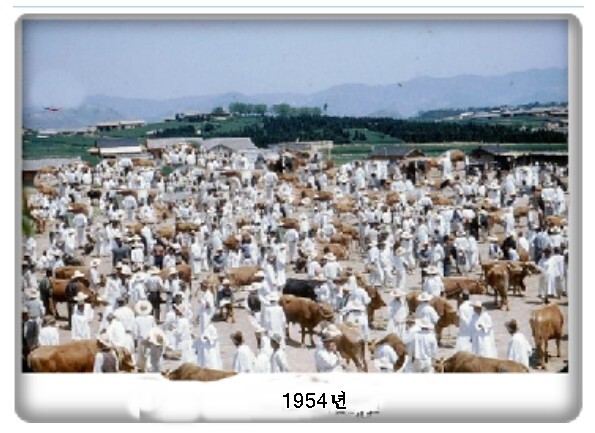 백의민족 이미지