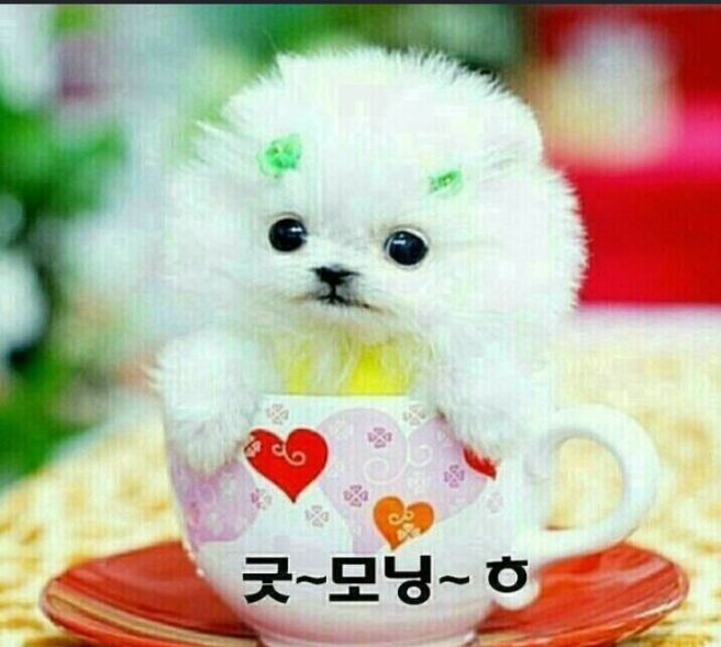 굿모닝 이미지