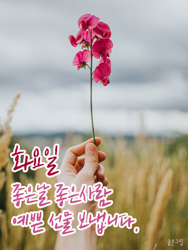 화요일 이미지
