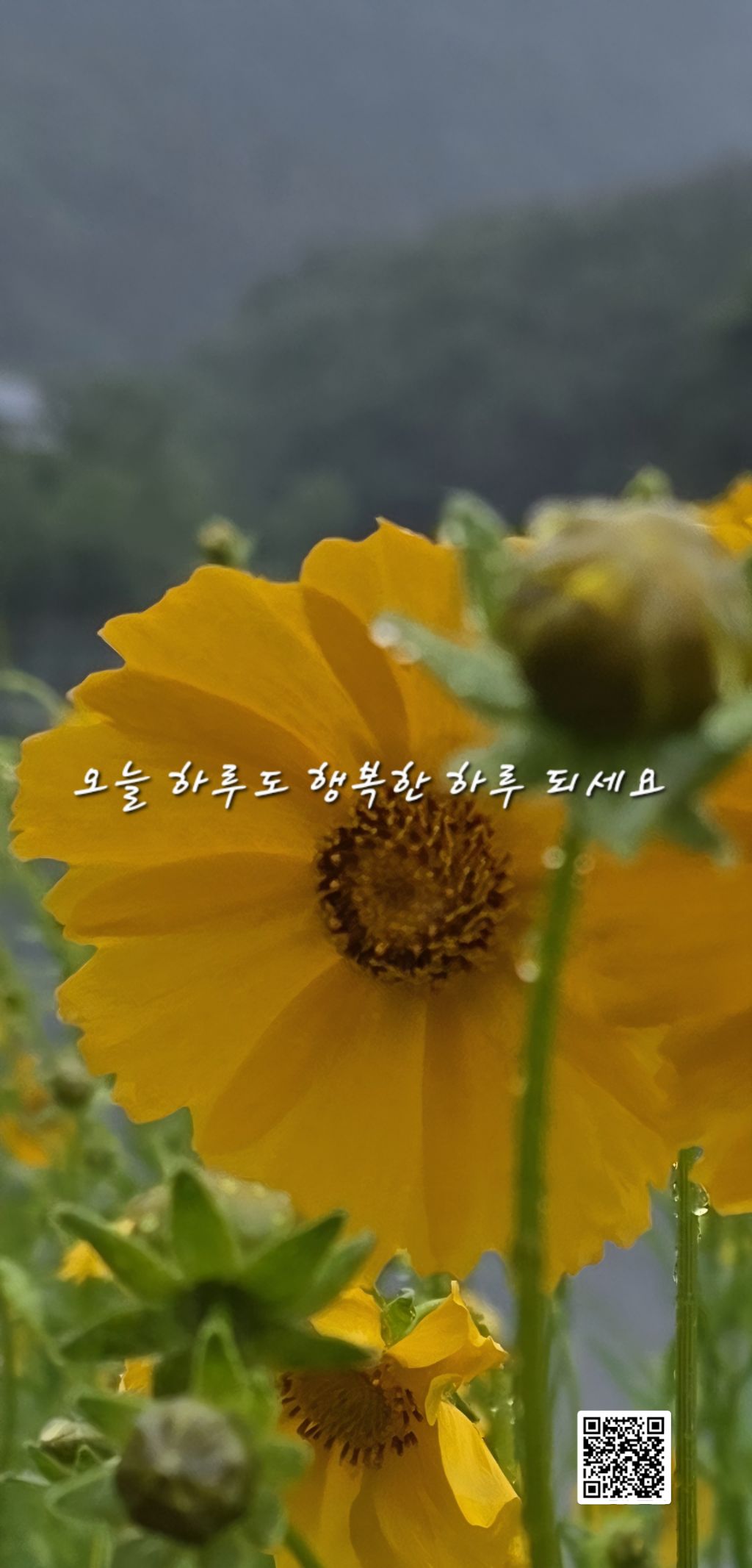 실로 이미지