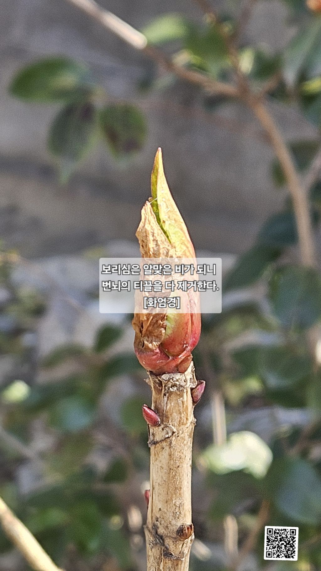 보리심 이미지
