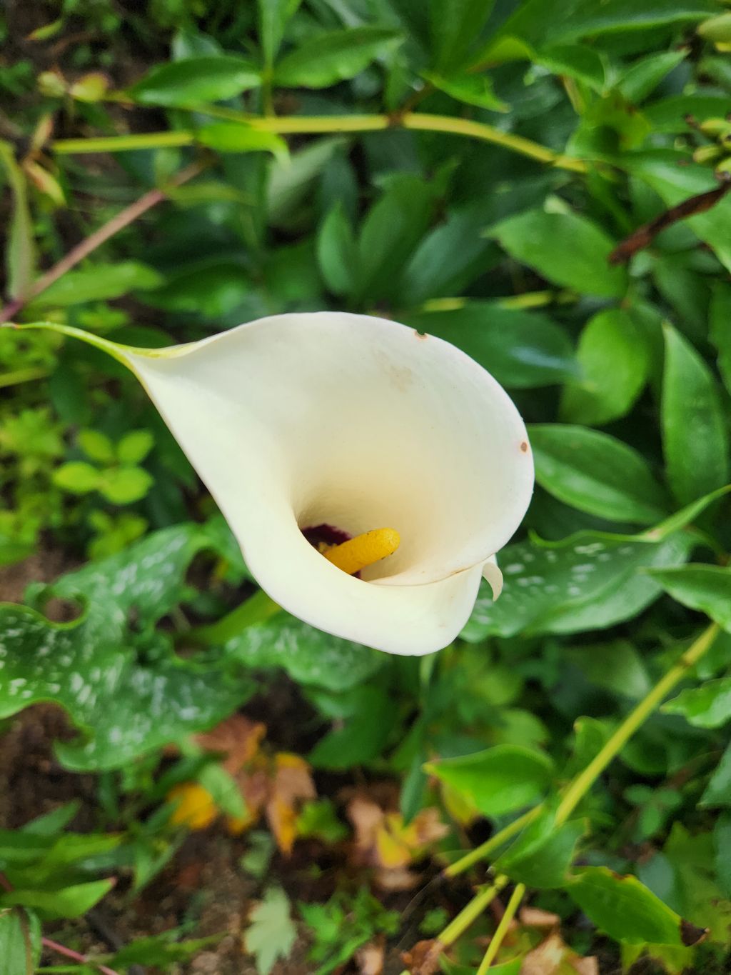 단지골 이미지