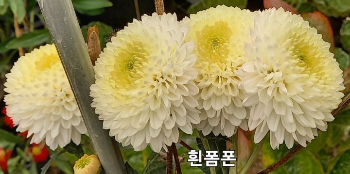 폼폰 이미지