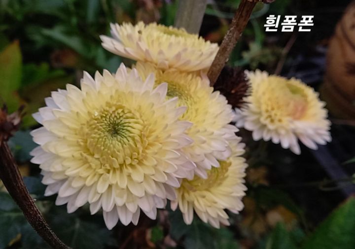 폼폰 이미지