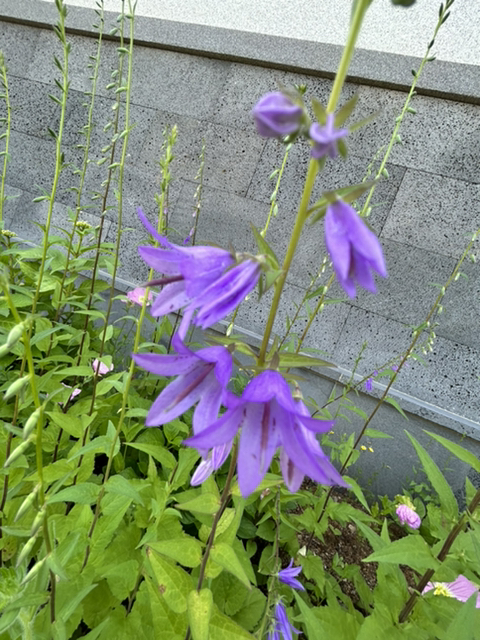 오늘도꽃 이미지