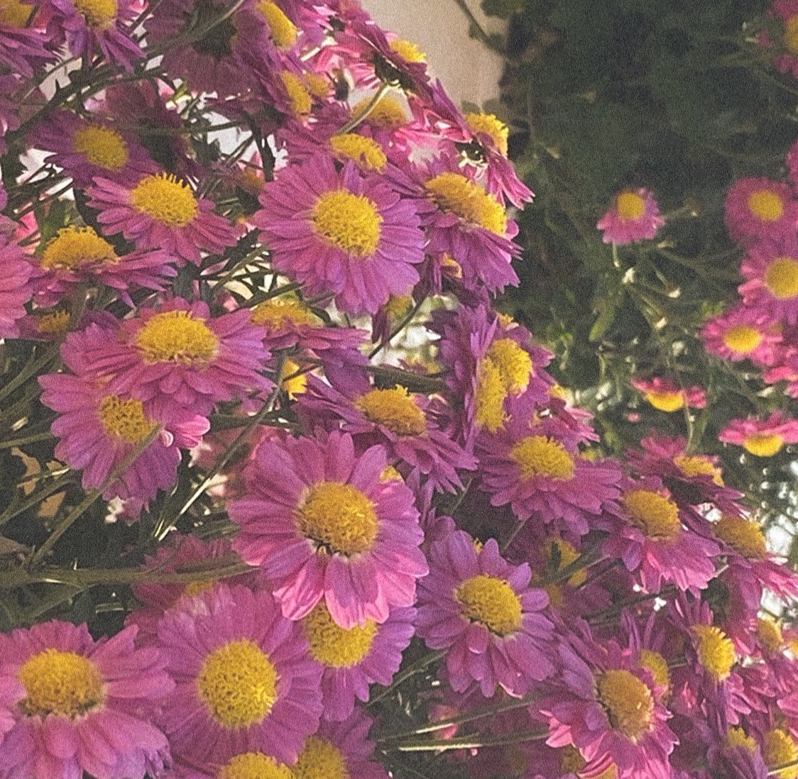 선우컴 이미지