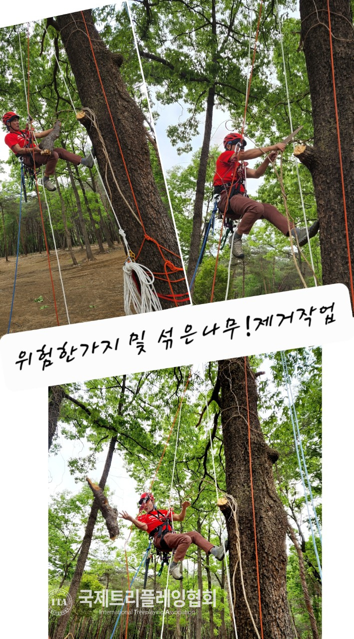 국제트리플레잉협회 이미지