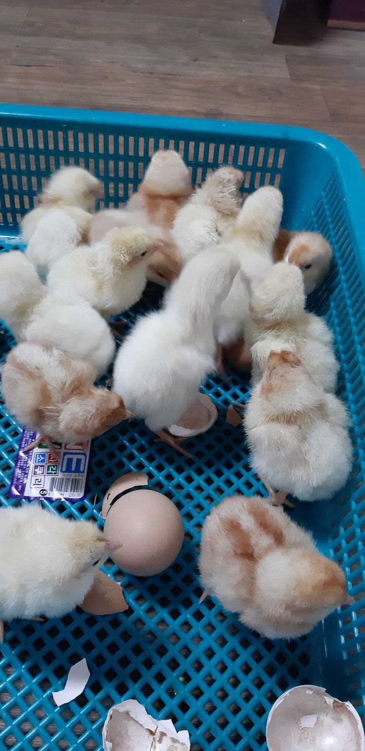 알마트 이미지