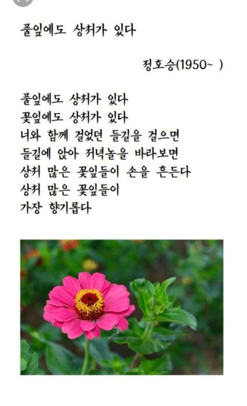 풀잎 이미지