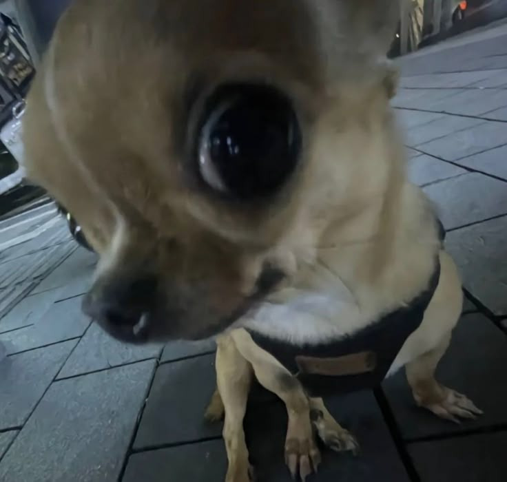 보까 이미지