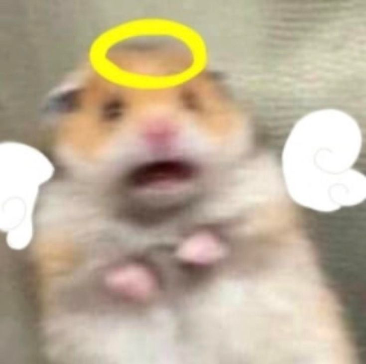 해이지 이미지