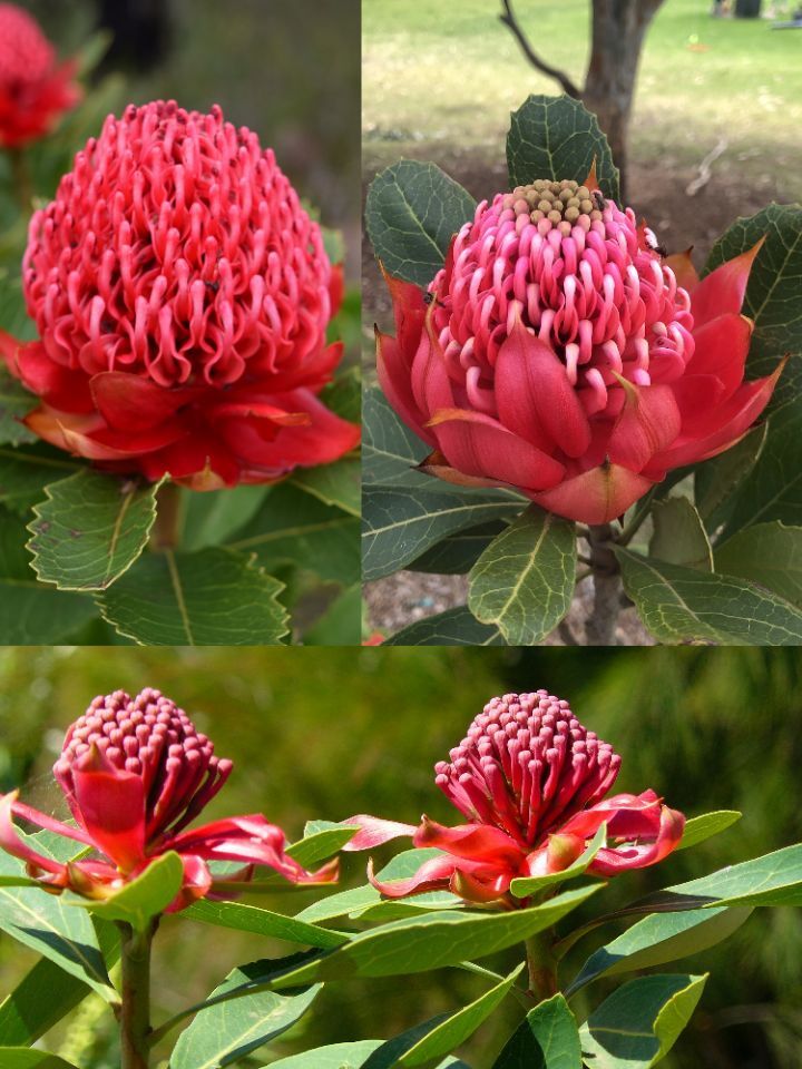 아마 본 적이 없을 특이한 식물 30종 | 인스티즈