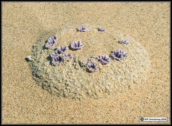 아마 본 적이 없을 특이한 식물 30종 | 인스티즈