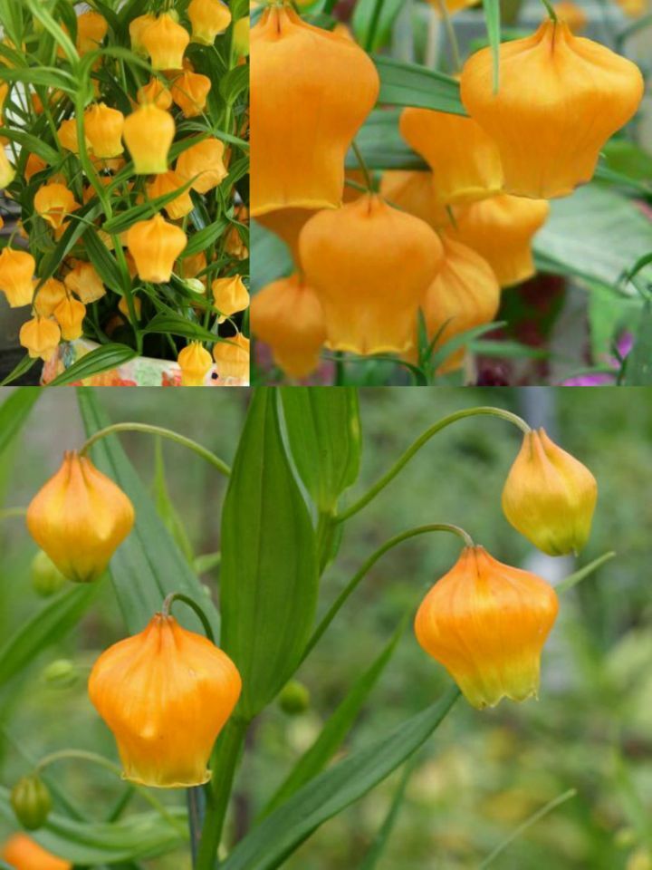 아마 본 적이 없을 특이한 식물 30종 | 인스티즈