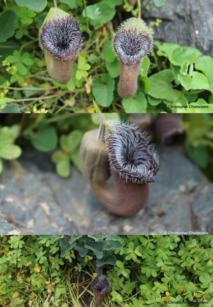 아마 본 적이 없을 특이한 식물 30종 | 인스티즈