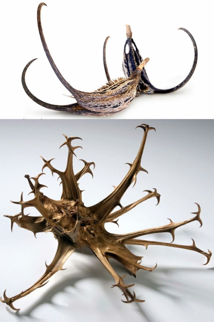 아마 본 적이 없을 특이한 식물 30종 | 인스티즈