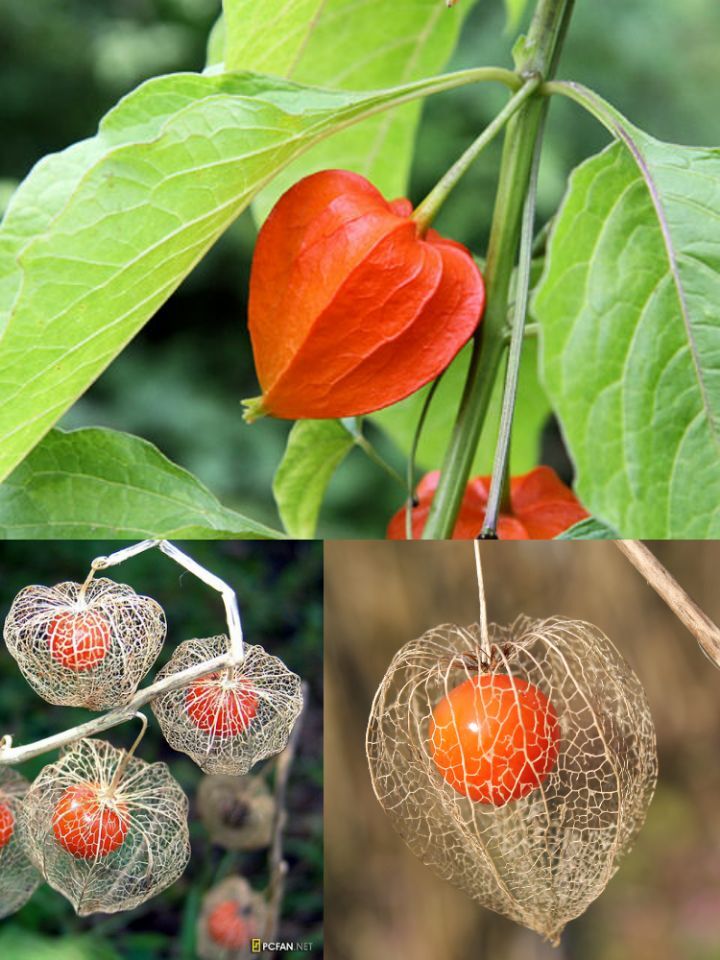 아마 본 적이 없을 특이한 식물 30종 | 인스티즈