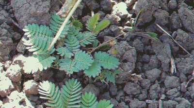 아마 본 적이 없을 특이한 식물 30종 | 인스티즈