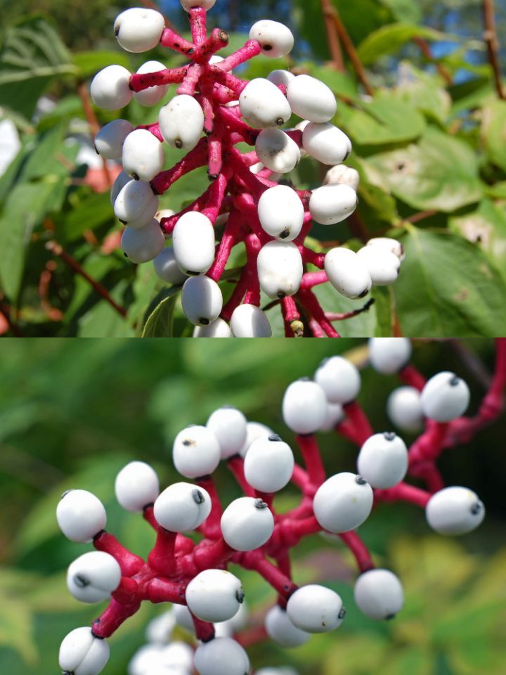 아마 본 적이 없을 특이한 식물 30종 | 인스티즈