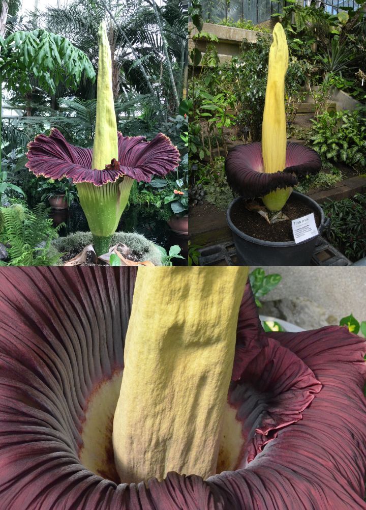 아마 본 적이 없을 특이한 식물 30종 | 인스티즈