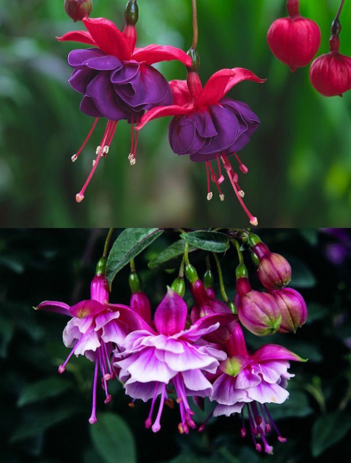 아마 본 적이 없을 특이한 식물 30종 | 인스티즈