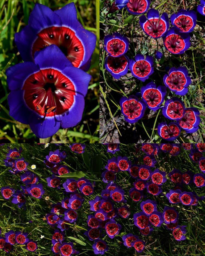 아마 본 적이 없을 특이한 식물 30종 | 인스티즈