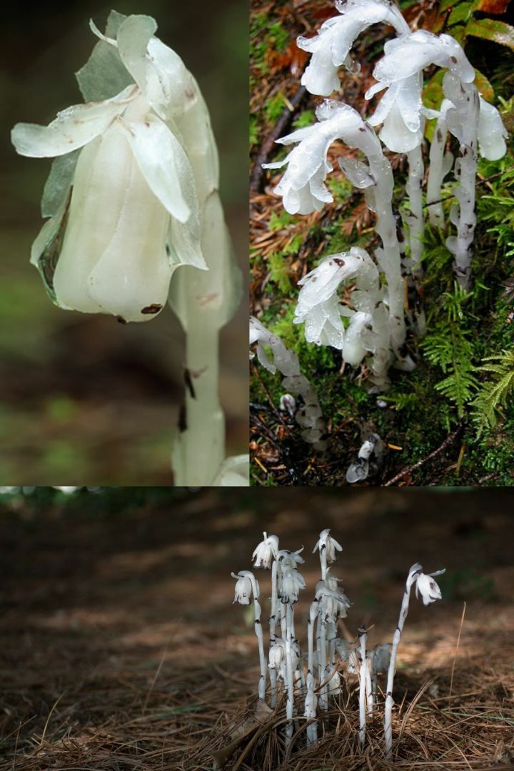 아마 본 적이 없을 특이한 식물 30종 | 인스티즈