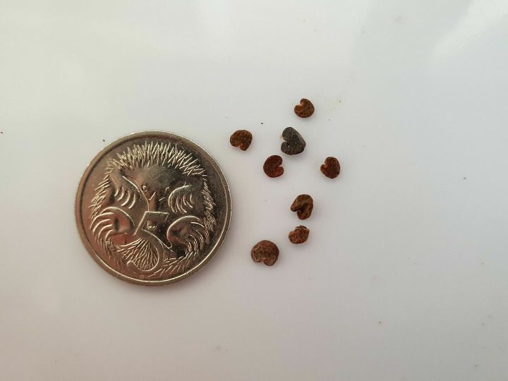 아마 본 적이 없을 특이한 식물 30종 | 인스티즈