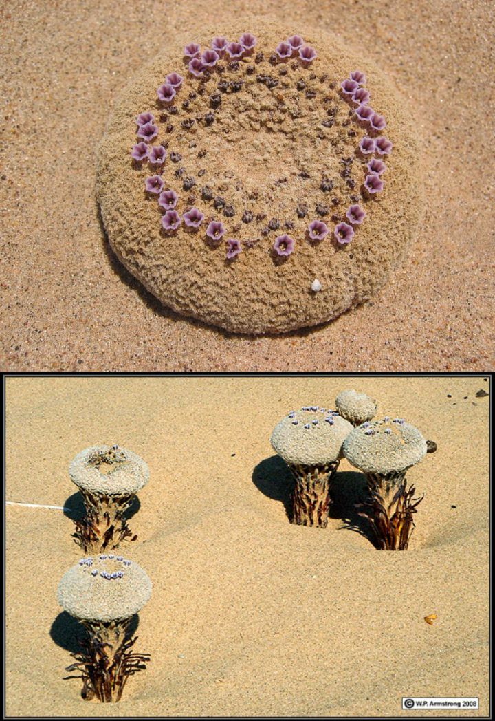 아마 본 적이 없을 특이한 식물 30종 | 인스티즈