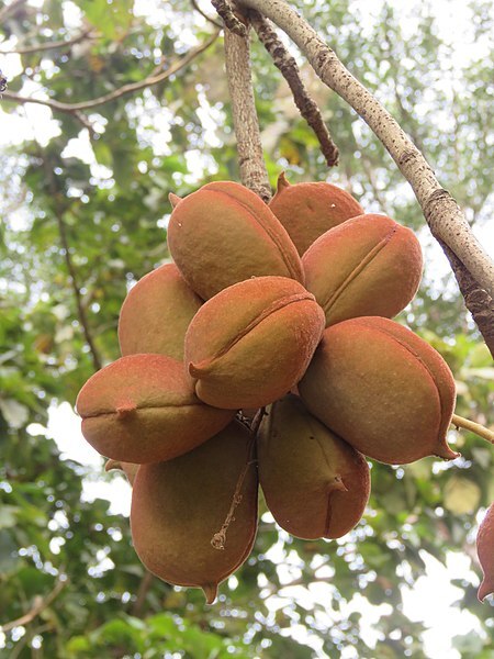 아마 본 적이 없을 특이한 식물 30종 | 인스티즈