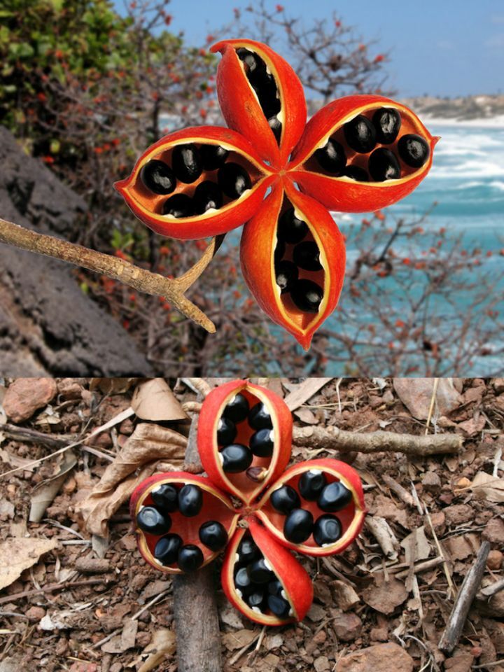 아마 본 적이 없을 특이한 식물 30종 | 인스티즈