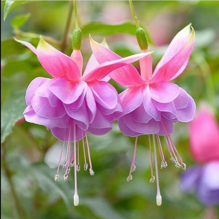 아마 본 적이 없을 특이한 식물 30종 | 인스티즈