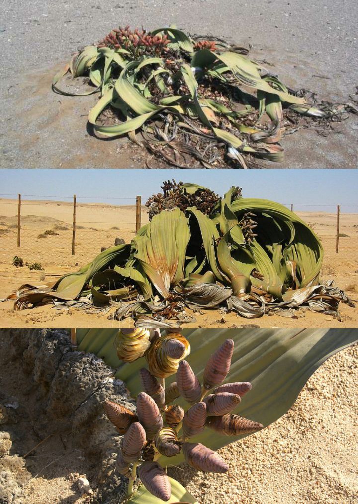 아마 본 적이 없을 특이한 식물 30종 | 인스티즈