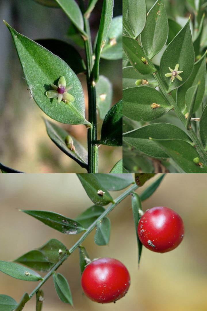 아마 본 적이 없을 특이한 식물 30종 | 인스티즈