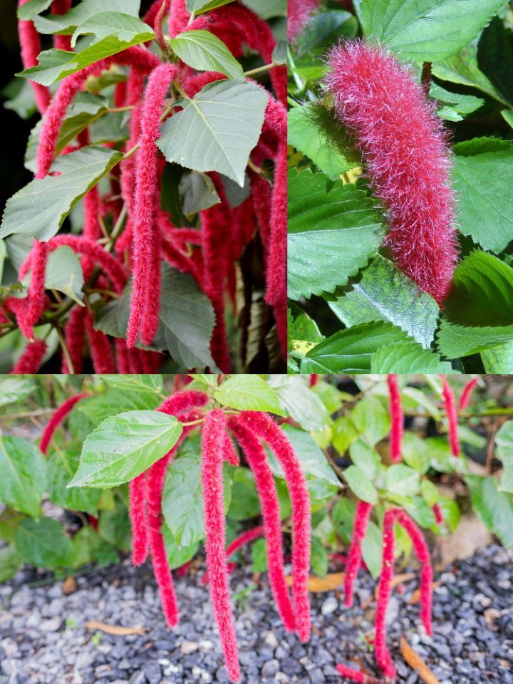 아마 본 적이 없을 특이한 식물 30종 | 인스티즈