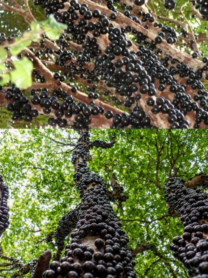 아마 본 적이 없을 특이한 식물 30종 | 인스티즈