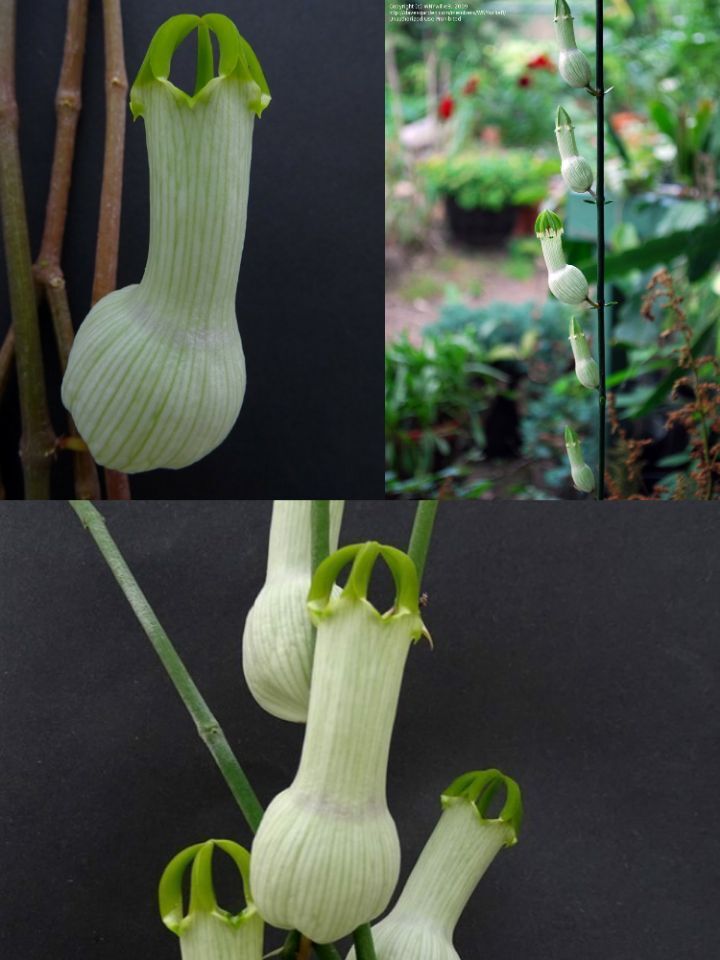 아마 본 적이 없을 특이한 식물 30종 | 인스티즈