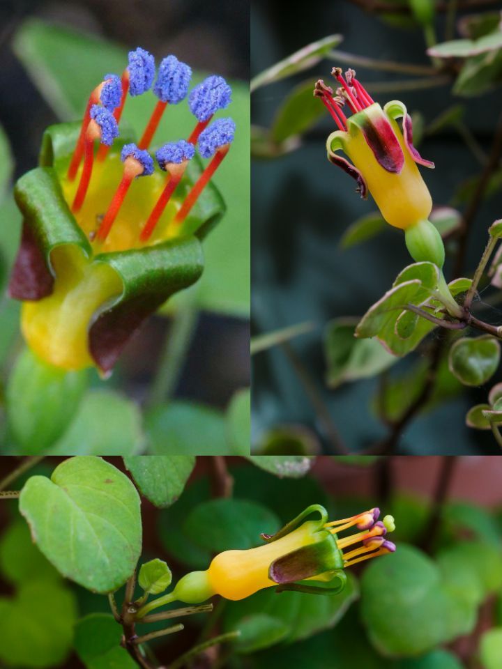 아마 본 적이 없을 특이한 식물 30종 | 인스티즈