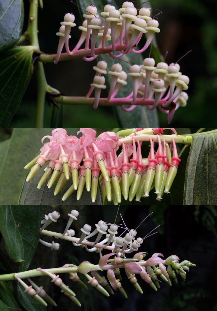 아마 본 적이 없을 특이한 식물 30종 | 인스티즈