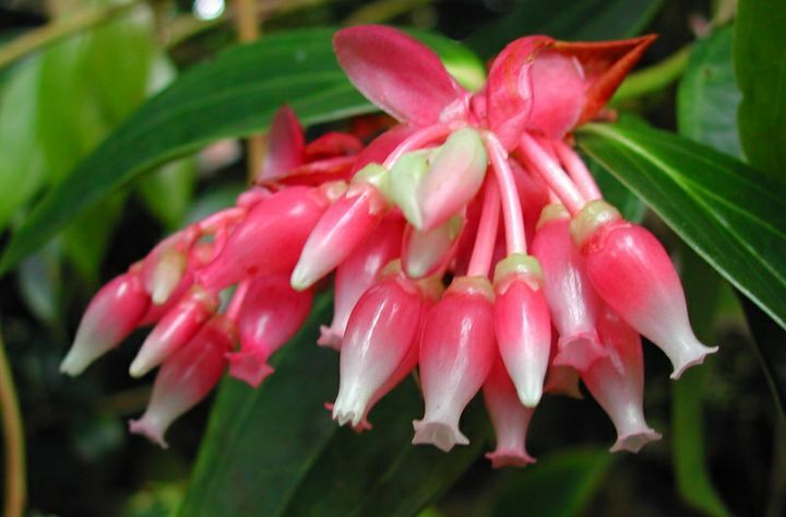 아마 본 적이 없을 특이한 식물 30종 | 인스티즈